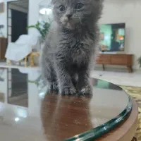 واگذاری گربه ماده اسکاتیش