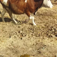 گاو سمینتال قرمز بیست و پنج روز مانده به زایش