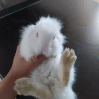 خرگوش لوپ ترکیش