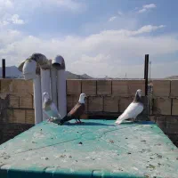 ۶دانه دم سفید و ۴تاطوقی|پرنده|شاندیز, |دیوار