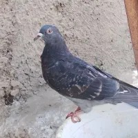 کفتر|پرنده|پاکدشت, پاکدشت (مامازند)|دیوار