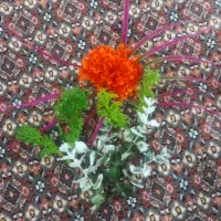 اکواریوم .|ماهی|مرند, |دیوار