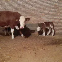 گاو سمینتال با گوساله نر|حیوانات مزرعه|چهاربرج, |دیوار