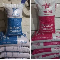 بذر گندم اکراینی آبی  تولید۲۰۲۵