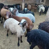 گوسفند زنده|حیوانات مزرعه|قم, قلعه صدری|دیوار