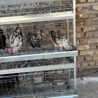 پرداخت در ۲ قستقفس مخصوص مرغ  یک عدد موجود است|لوازم جانبی حیوانات|اصفهان, شهرک کاوه|دیوار