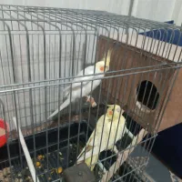 جفت عروس هلندی لوتینو