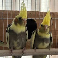 دو عدد عروس هلندی