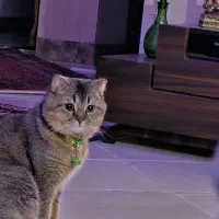 گربه(بیمار)  گمشده