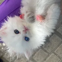 گربه