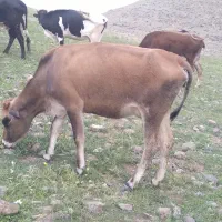 گاو ماده
