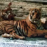 تابلو فرش زیبا چند بعدی