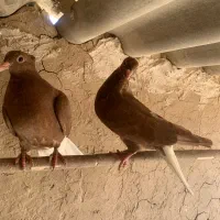 جوجه سرخ دم سفید مهر|پرنده|قم, حنیف نژاد|دیوار