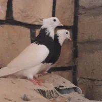 دو عدد ماده طوقی