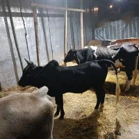 گاو نر