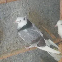 قفس کاسکو و عروس هلندی