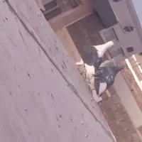 کفتر.کبوتر|پرنده|فردوس (خراسان), |دیوار