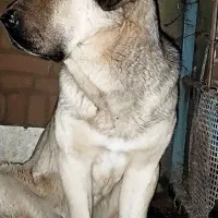 سگ پژدر