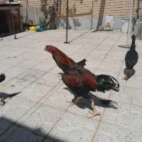 مرغ و خروس لاری
