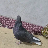 زاغ دم سفید مهر