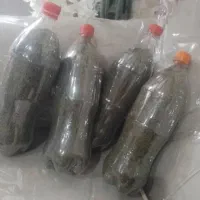 فروش انواع اردک وخروس وغاز وبوقلمون و نعناع خشک