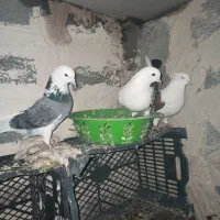 3عدد کبوتر یک نر دو ماده