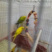 مرغ عشق با قفسه