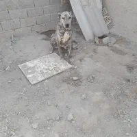 افغان|سگ|تهران, یافت‌آباد|دیوار