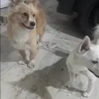 سگ پامر اشپیتز