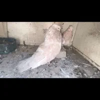 کبوتر