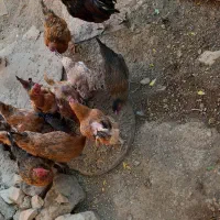 مرغ محلی|پرنده|سرپل ذهاب, |دیوار