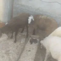 برخ باب قصابی توام370