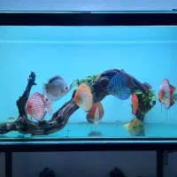 ماهی دیسکس|ماهی|مشهد, کوی ولیعصر|دیوار