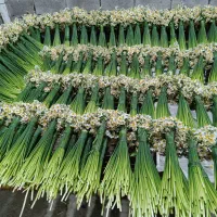 فروش عمده گل نرگس ارسال مستقیم از باغ