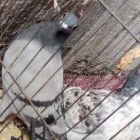 گفتر|پرنده|ایرانشهر, |دیوار