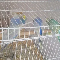 مرغ عشق رینبو اورجینال|پرنده|بیرجند, |دیوار