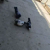 کفتر گرفتنی|پرنده|قم, خاکفرج|دیوار