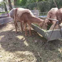 سلام فروش چند راس  میش چینی و یک راس قوچ چینی