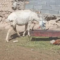 قیمت ۱۲۰۰۰۰۰۰