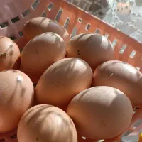 تخم مرغ محلی