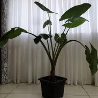 گل باباآدم طبیعی