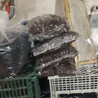 محصولات ارگانیک چای وعسل محلی سیاهمزگی