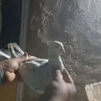 کبوتر|پرنده|اسفراین, |دیوار