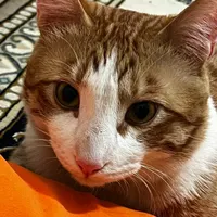 گربه نارنجی گمشده|حیوانات|همدان, |دیوار