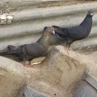 کفتر|پرنده|ایذه, |دیوار