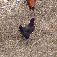 مرغ و خروس|حیوانات مزرعه|شیروان (خراسان), |دیوار