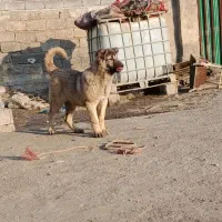 توله سرابی ذات قدیم ۶ماهه