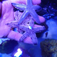 ماهی زینتی|ماهی|رشت, جهاد|دیوار