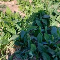 سبزی خورشی وخوردنی بااسفناج