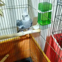 عروس وایت فیس نر آماده مست